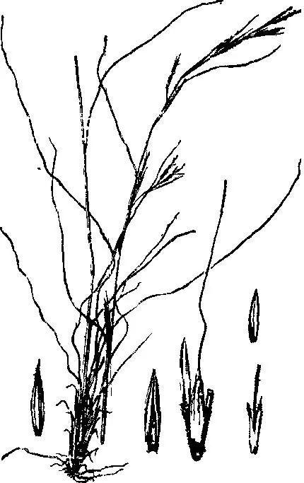 书香门第中书香指的是