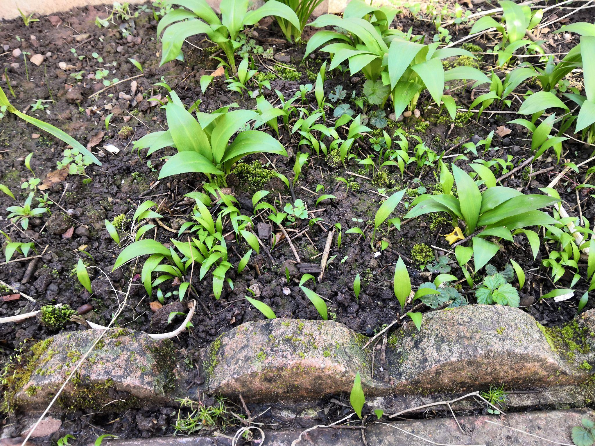 在英国种植野韭菜