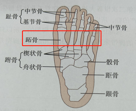 足够科学|足部正常解剖——脚的骨头有哪些? - 知乎
