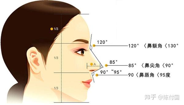 你知道什么样的鼻型才算美鼻吗? - 知乎