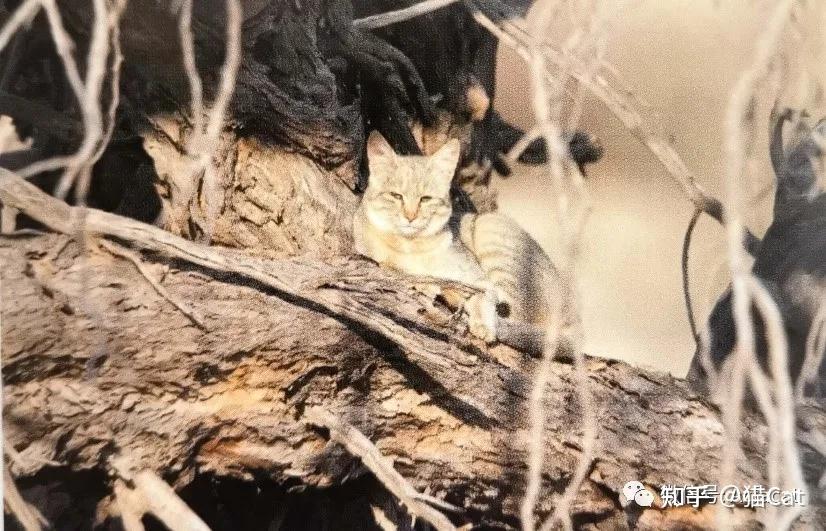 猫的起源和欧洲进程 - 知乎