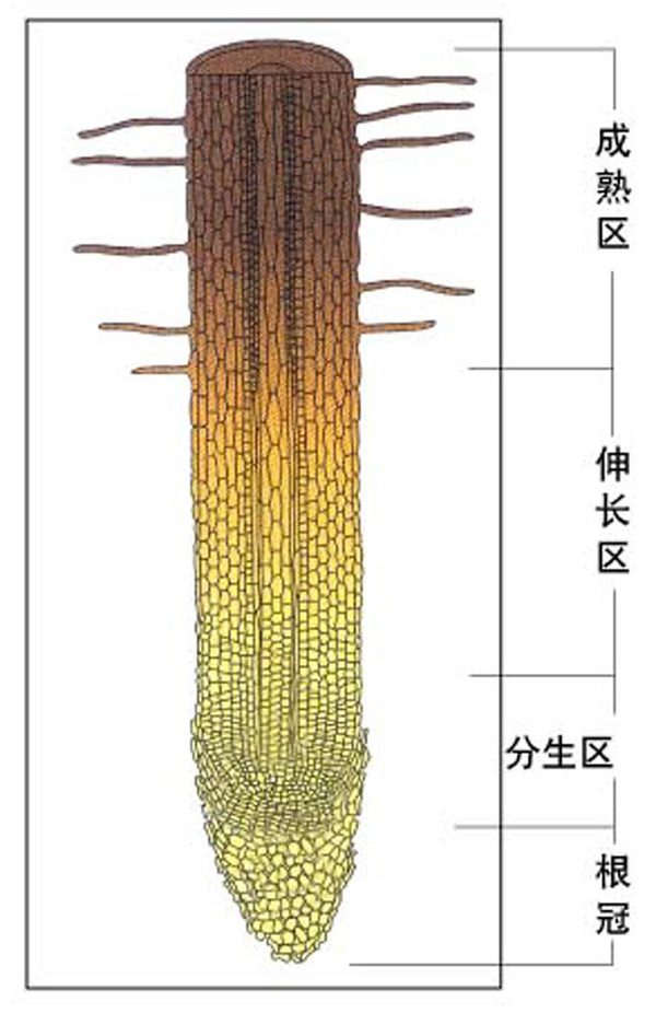 初中生物:生物会考知识点总结 - 知乎