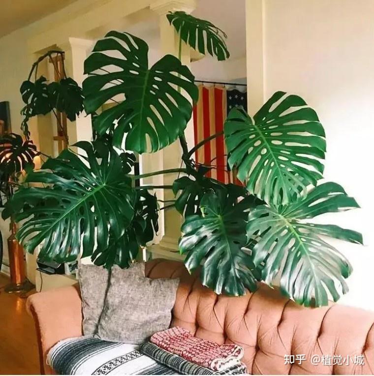 100种观叶植物 | No.5 龟背竹养护攻略 - 知乎
