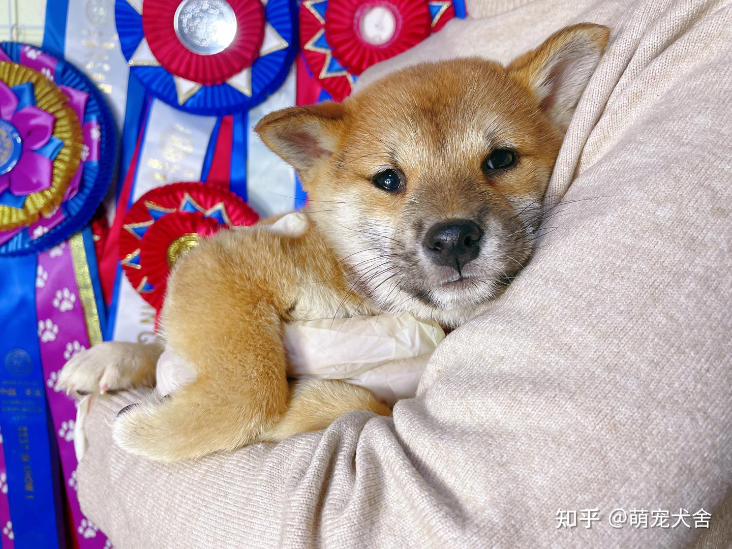 为什么柴犬的狗头总是被卡住呢？真的是因为智商低吗？ - 知乎