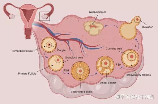 新综述:间充质干细胞移植是治疗卵巢早衰的有效方法 - 知乎