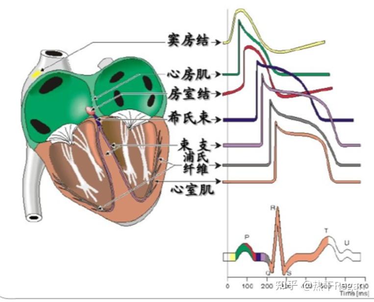 [心血管的系统总结] S2E1 心脏 - 知乎
