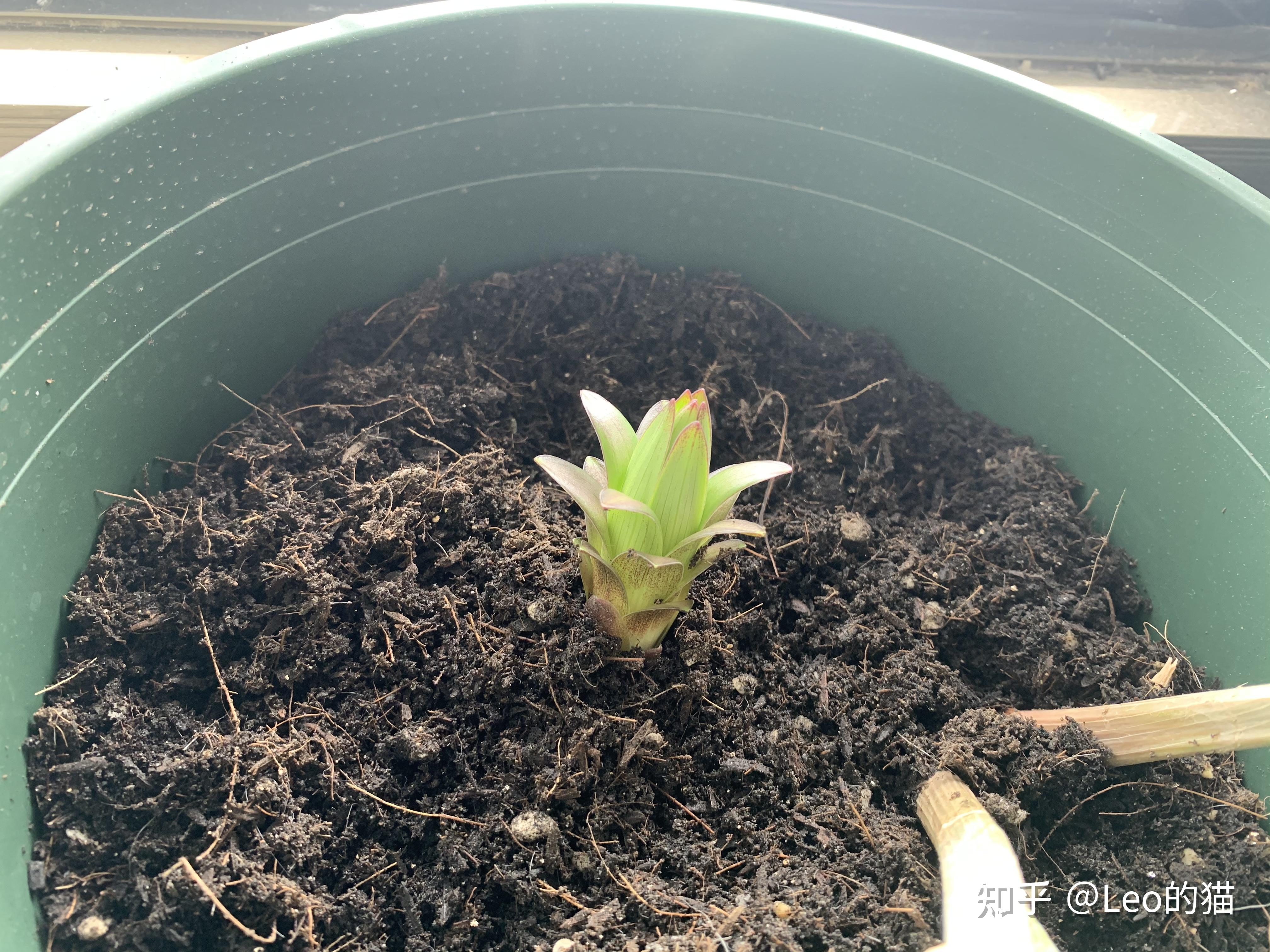 记录贴 百合花种球种植