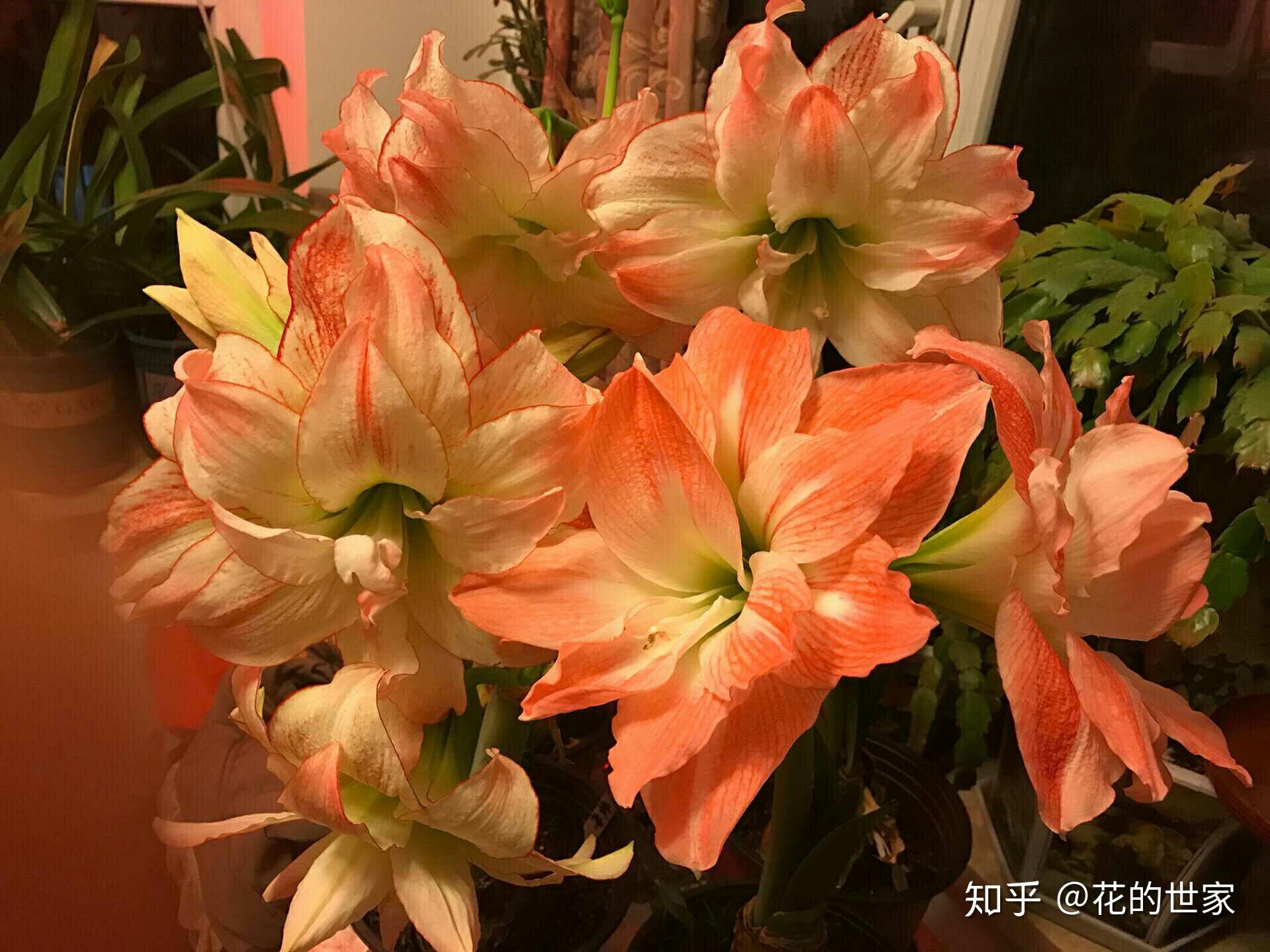 进口重瓣超大朱顶红20米一个百分百成活当年开花实拍开花图品种下图