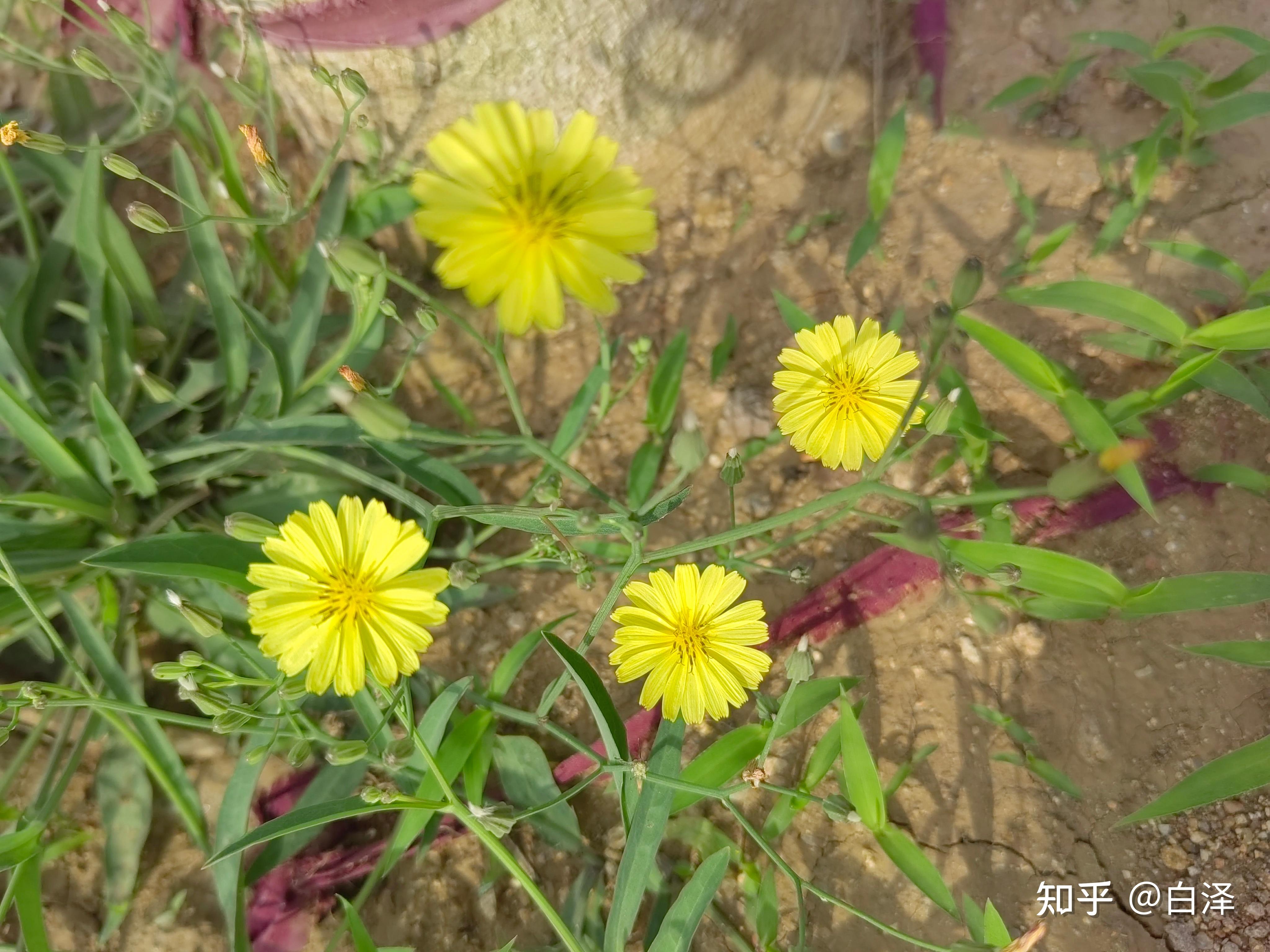 植物25-中华苦荬菜