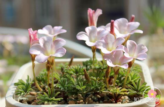 酢浆草种植记 知乎