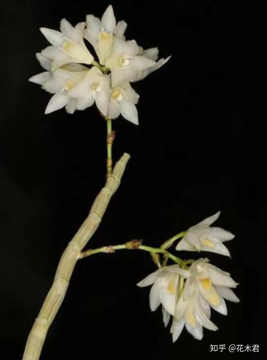 国家Ⅰ级濒危珍稀物种叉唇石斛的鉴赏与辨识