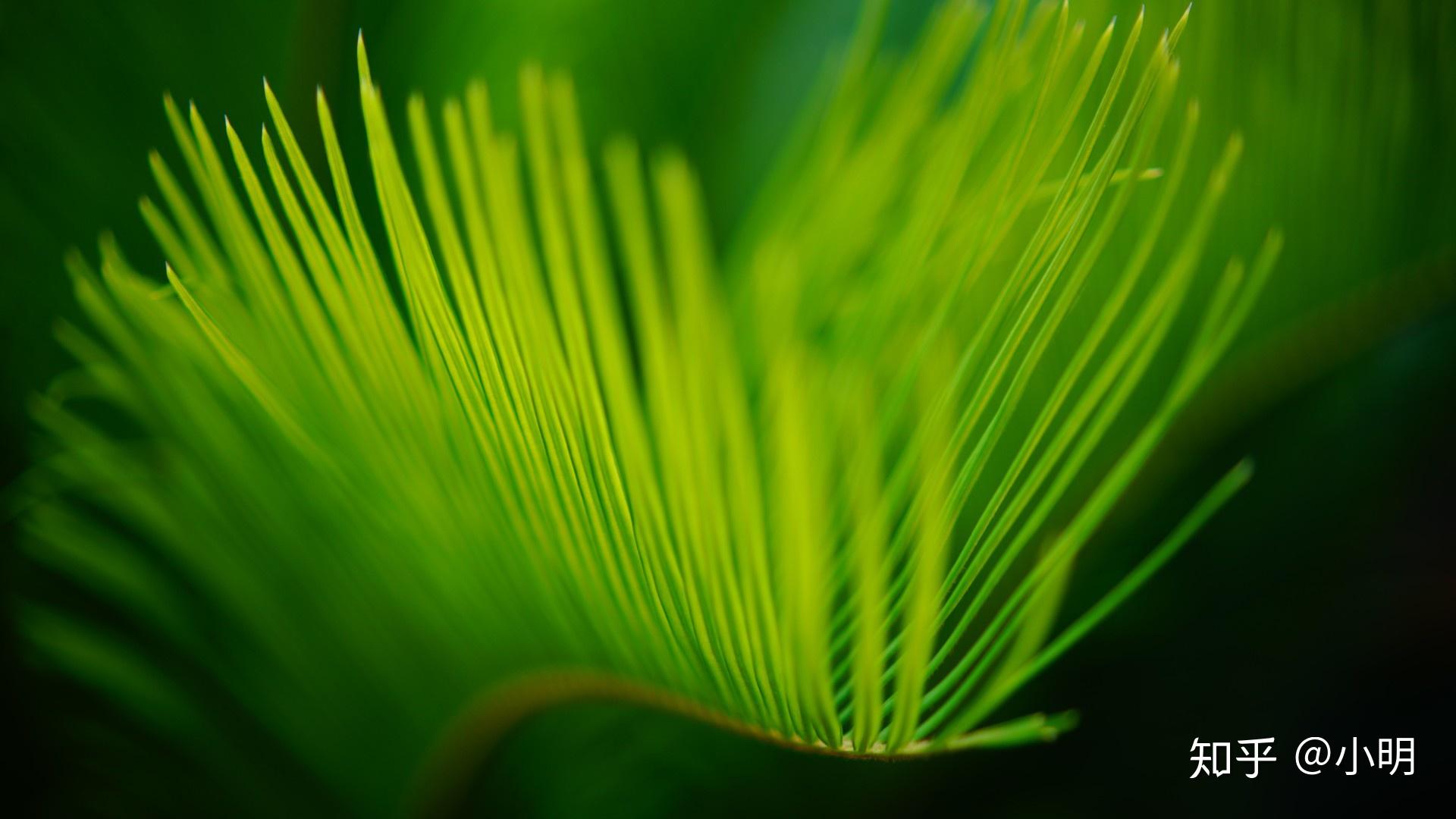 分享一组好看的护眼壁纸,赶快收藏吧! - 知乎