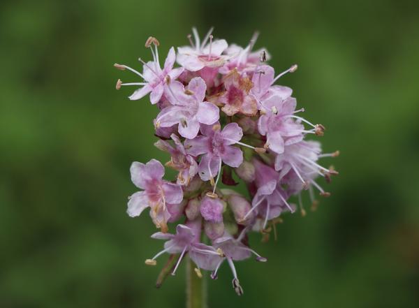 匙叶甘松( nardostachys jatamansi)(剪子弯山)