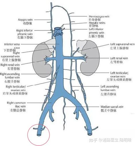 下腔静脉属支图片