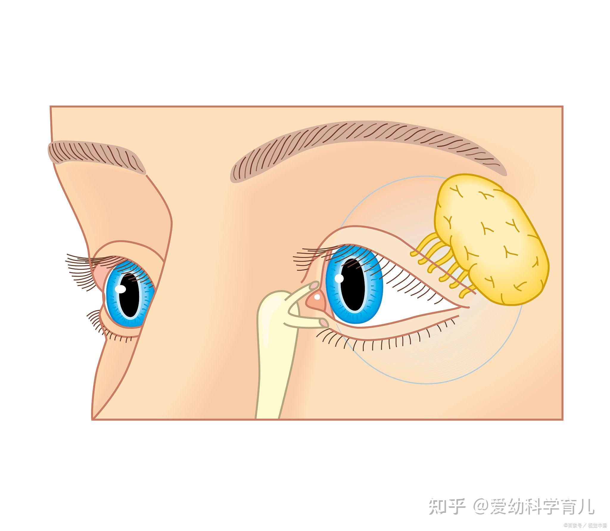 怎么判断新生儿是否得了泪腺炎,新生儿泪囊炎症状 - 知乎