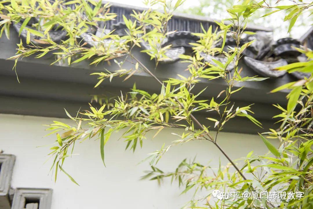 竹与景观结合的设计手法 - 知乎