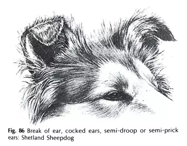 狗耳朵的类型 - 知乎