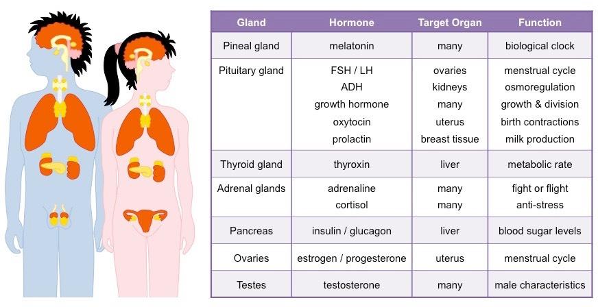 endocrine-system