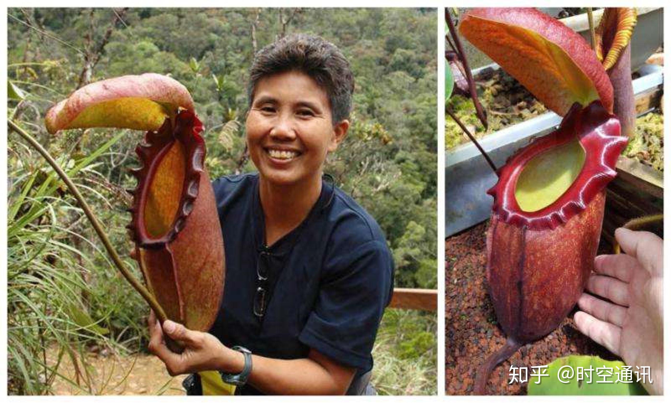 恐怖的食人树传说是真是假? - 知乎