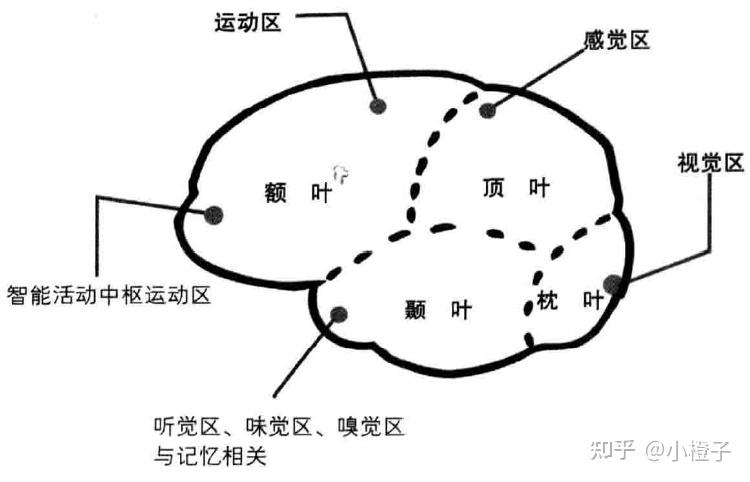 頂葉,顳葉,枕葉,按照功能又可分為運動區,感覺區,視覺區,聯合區(大腦