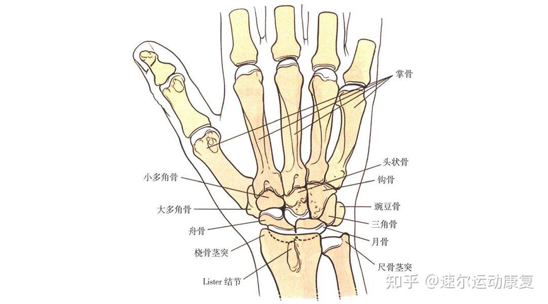 腕三角软骨盘在腕关节的月骨和三角骨之间,连接着下尺桡关节,能帮助