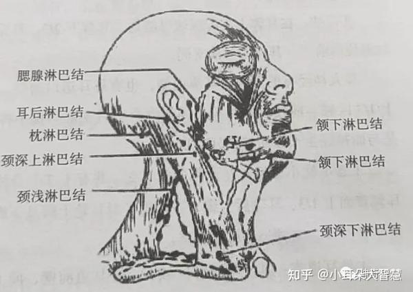 益康耳穴:耳郭的解剖结构,耳郭的血管以及耳郭的淋巴! - 知乎