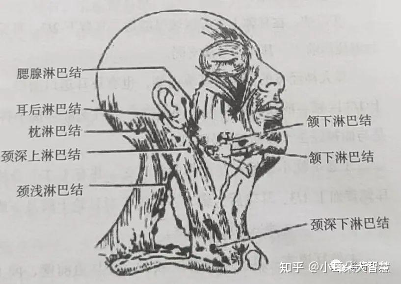 益康耳穴：耳郭的解剖结构，耳郭的血管以及耳郭的淋巴！ 知乎 