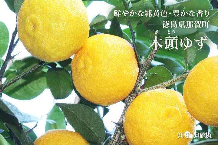 日本柚子它它它居然不是柚子而是橙