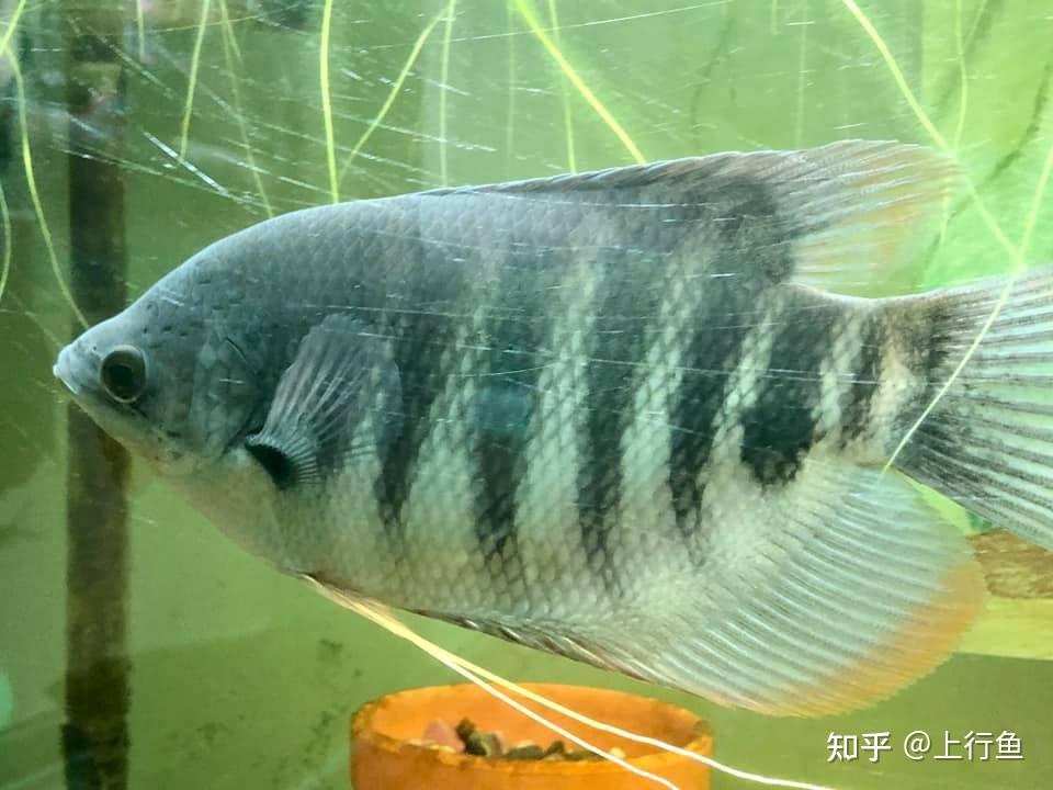 招财鱼有几个品种?战船鱼有几种颜色? - 知乎