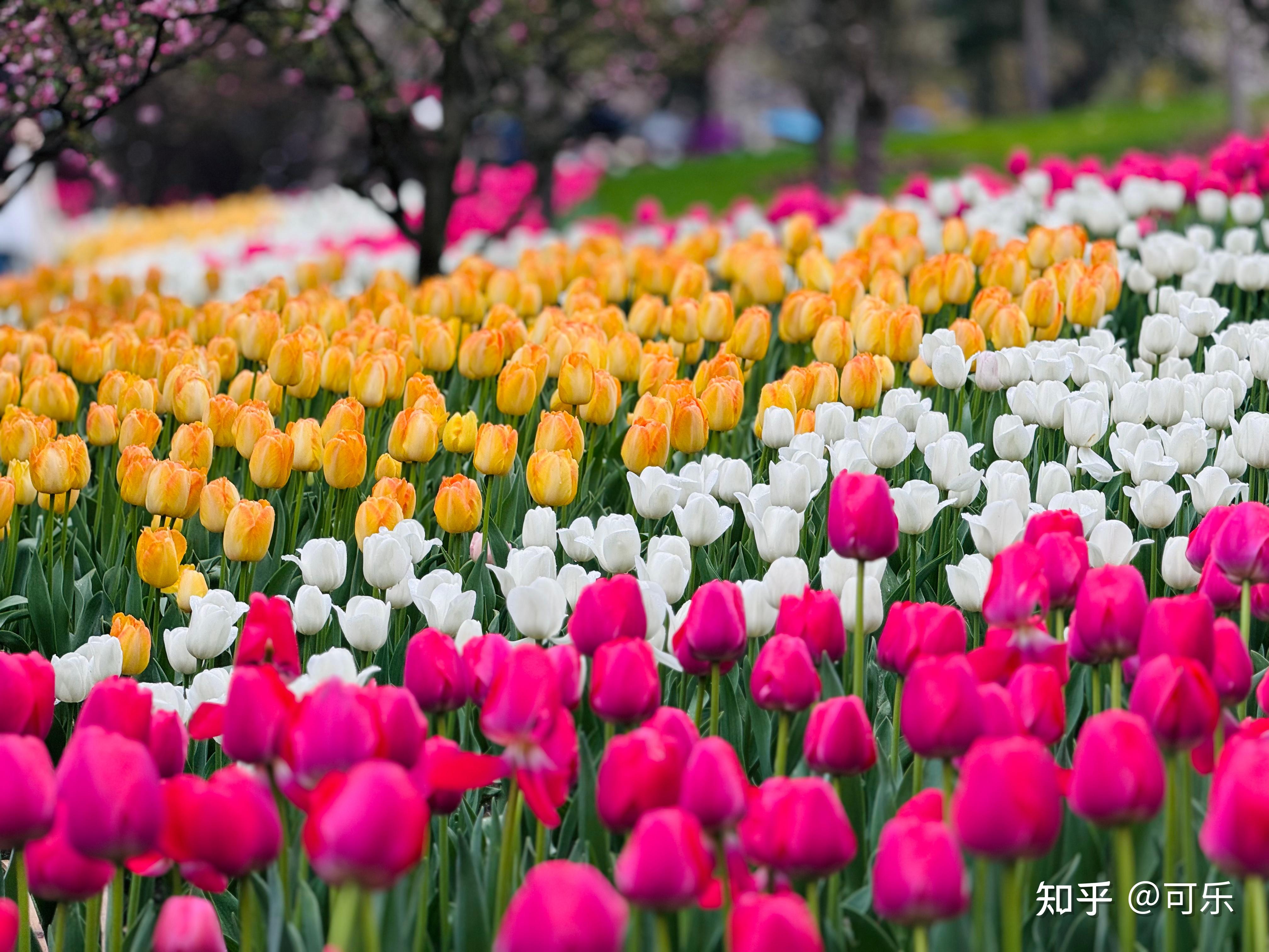 iphone 15 pro max实际体验如何,是否值得入手?