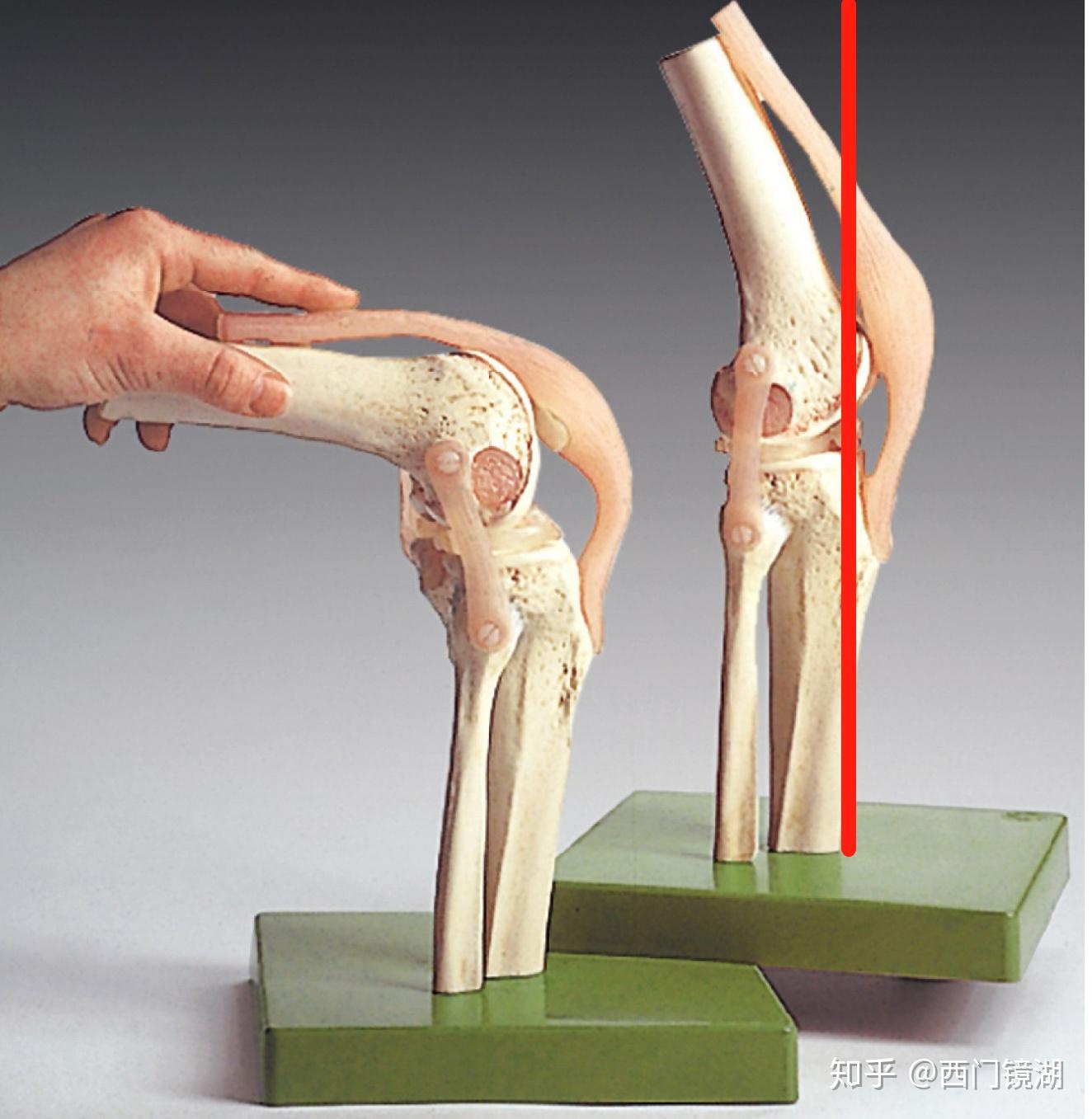膝盖肌肉骨骼结构设计图__科学研究_现代科技_设计图库_昵图网nipic.com