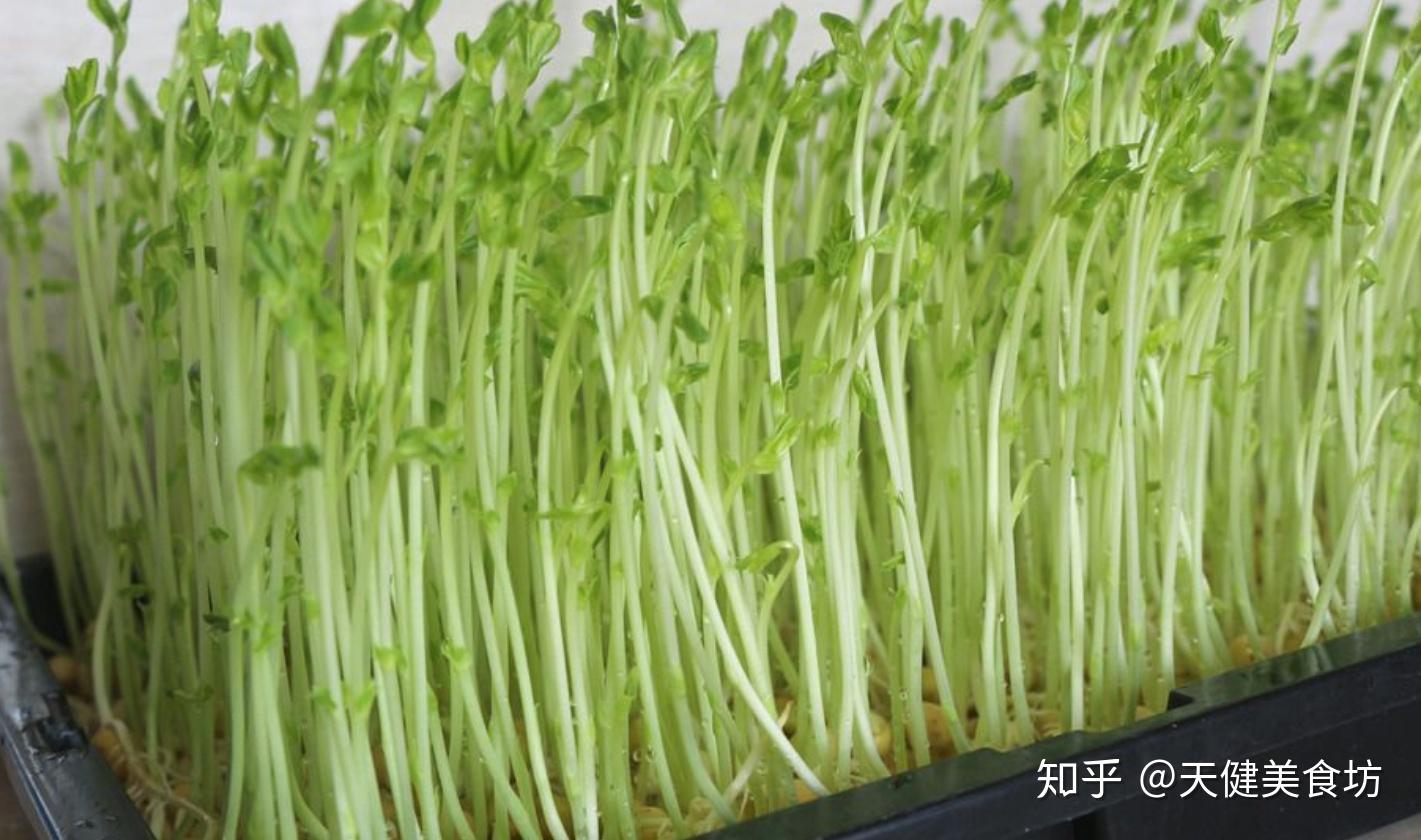 春季春天豆芽豆苗蔬菜摄影图配图高清摄影大图-千库网