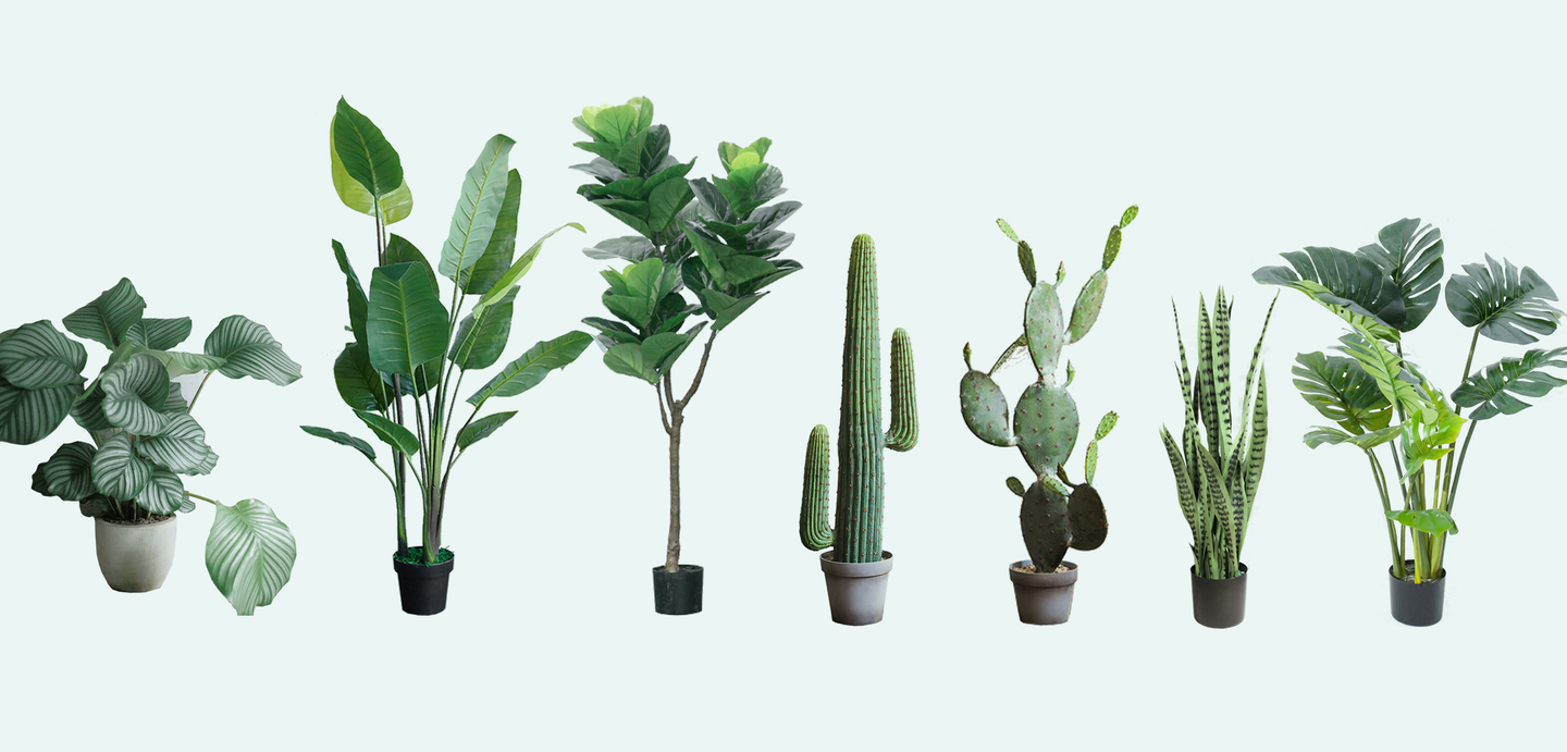 这些植物是北欧风格的绝佳搭配