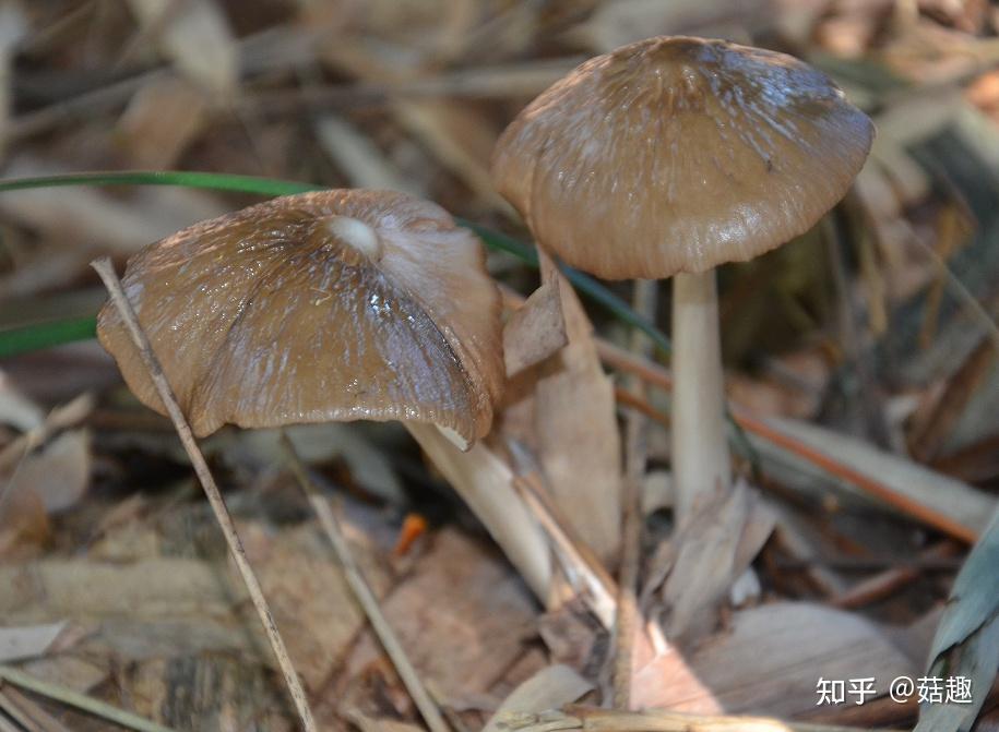 菇趣——鳞柄长根奥德蘑