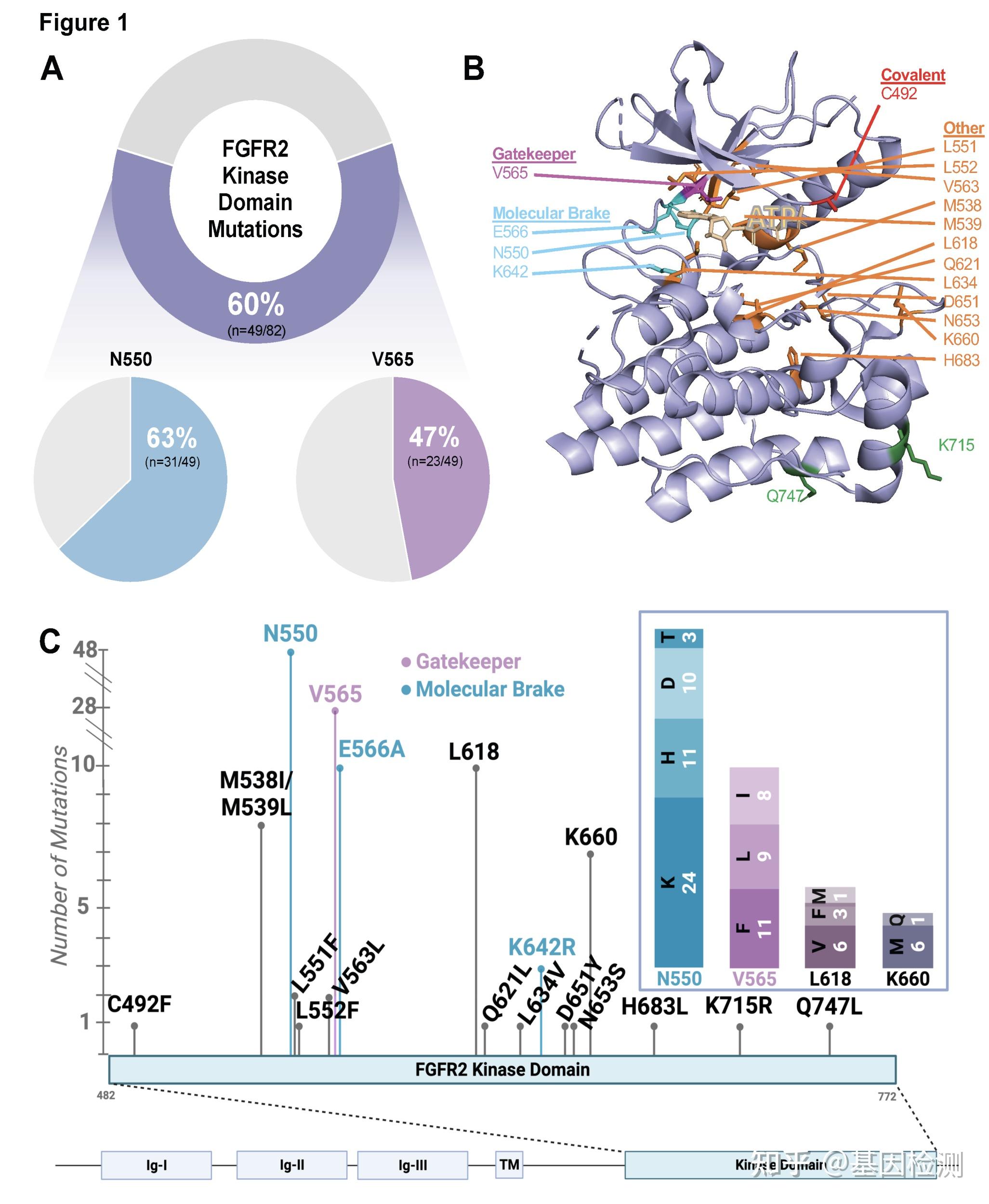 FGFR2改变的胆管癌患者对FGFR抑制剂的临床耐药机制 - 知乎