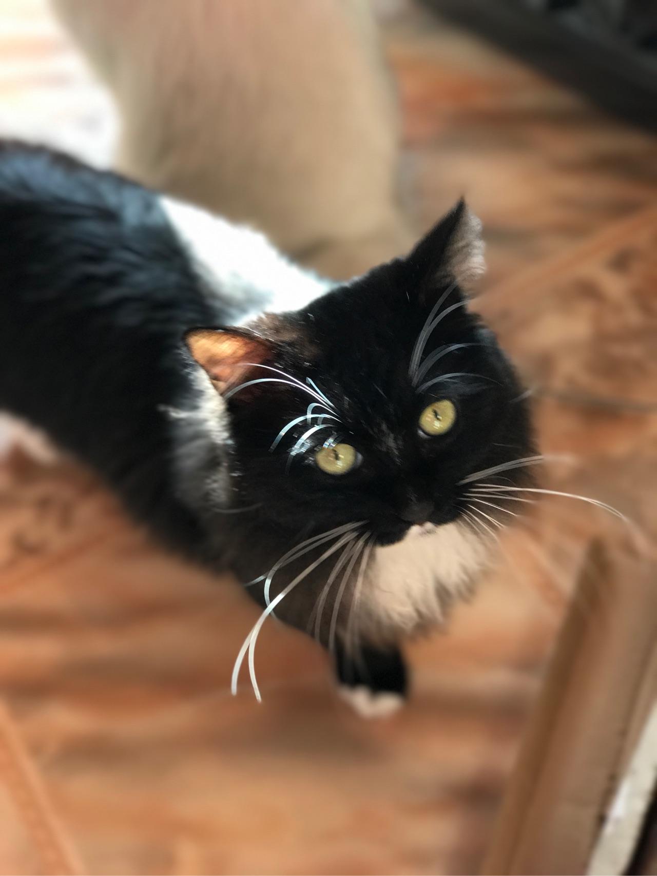 猫去一个新环境会伤心吗? - 知乎用户的回答