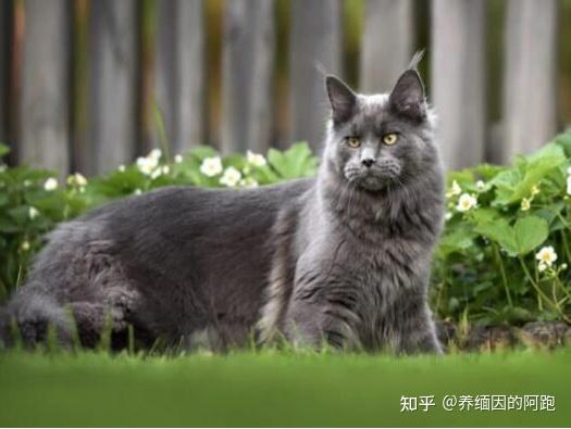 缅因猫的麻纹虎斑 - 知乎