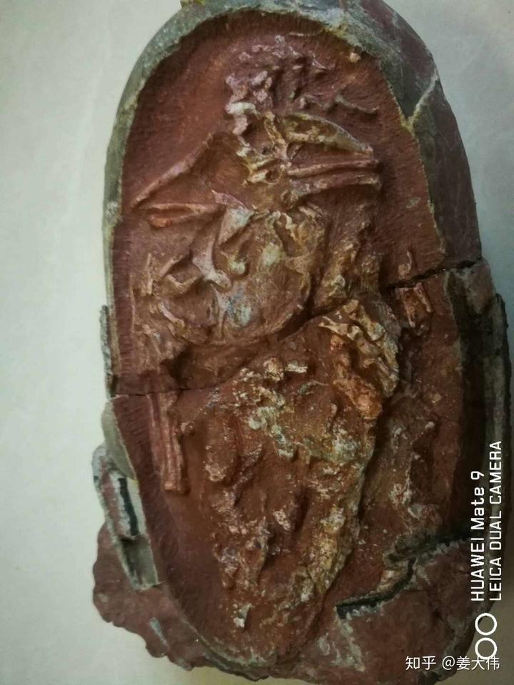 恐龙蛋化石切开后是什么样的? 5 v2 68d3d60d8c130033306711075f495863 720w