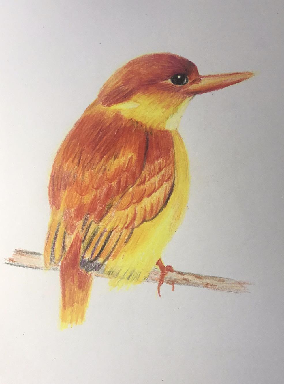 想成为一名画师,不知从何学起,请帮帮我?