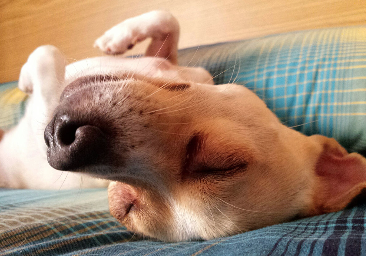 狗狗睡姿决定性格