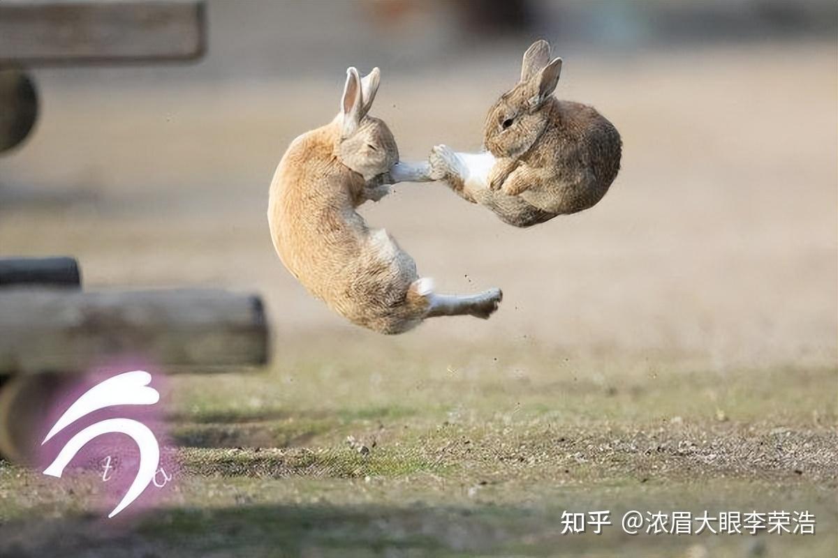 【兔兔】传奇日本兔兔岛揭秘