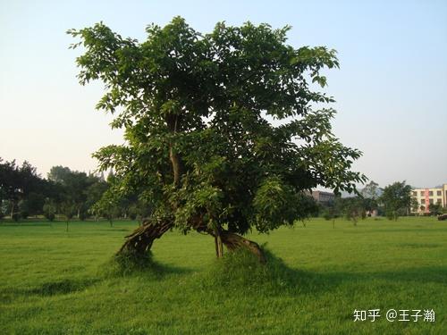 墳前種上相思樹墳後種上同心花