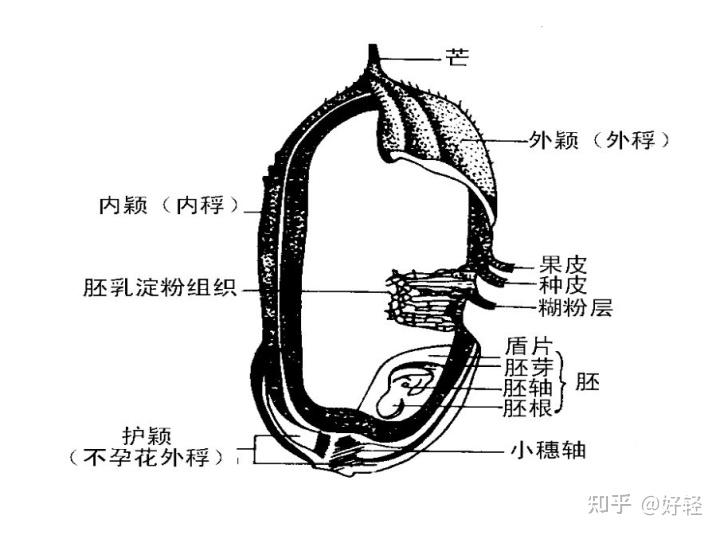 「米饭」跟减肥到底有什么仇?