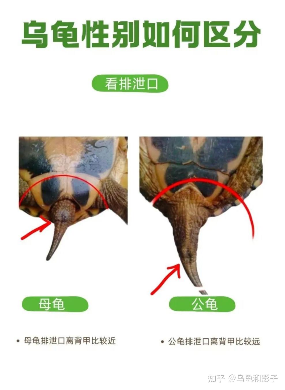 养龟必看:3步分清乌龟“公母”,新手也能一次学会 - 知乎