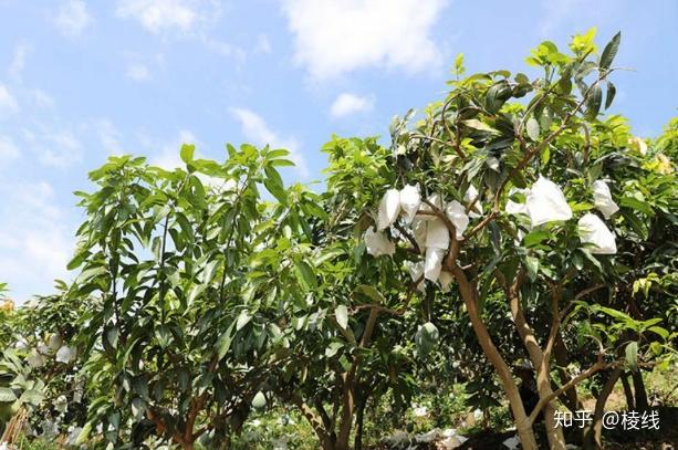 这个从缅甸引进的鹰嘴芒落地云南元江,这里的环境0污