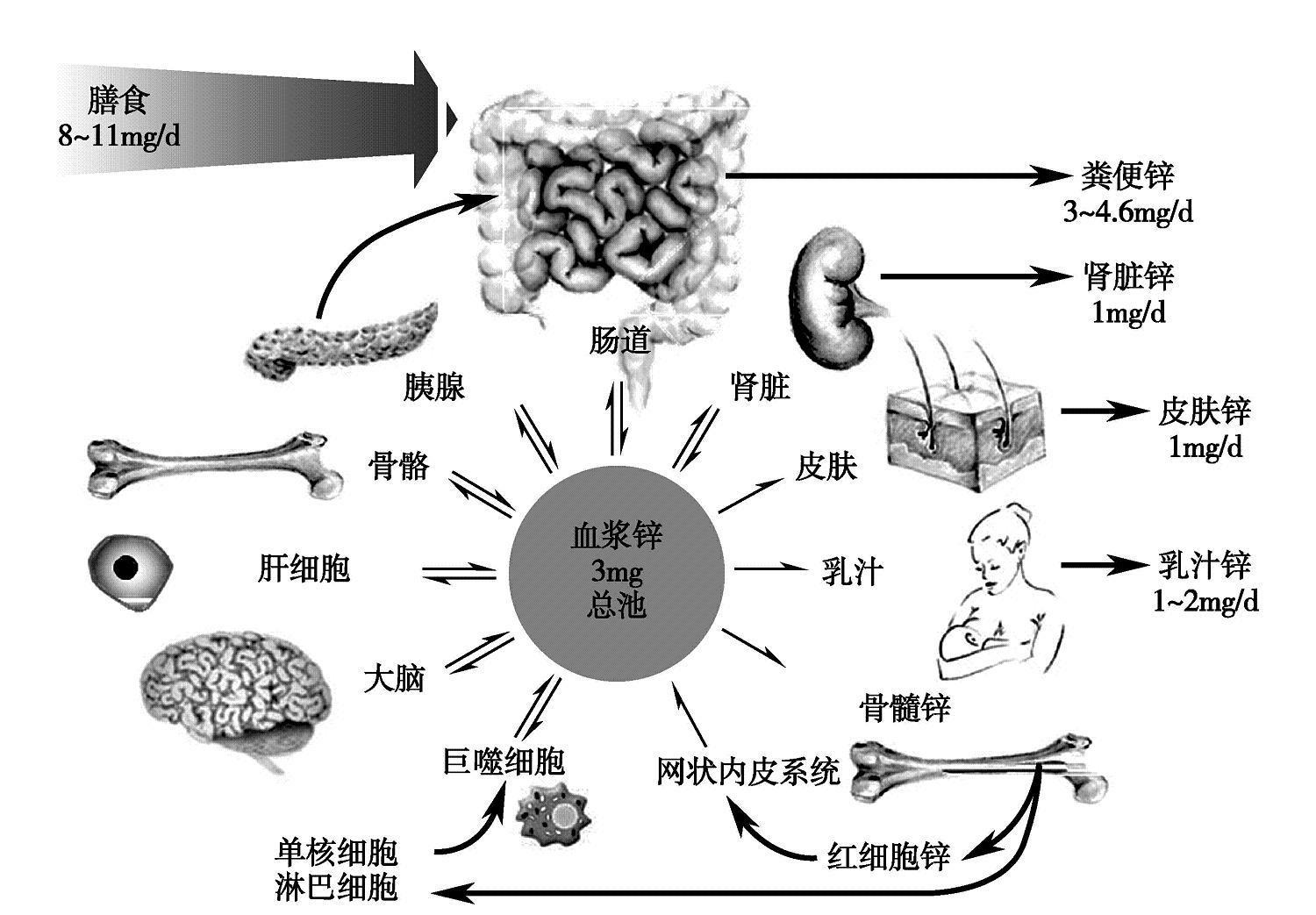 第三节 锌 - 知乎