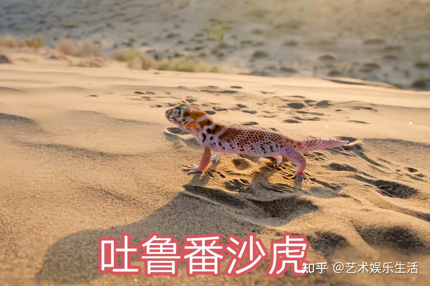 31种国家重点保护的爬行类动物 - 知乎