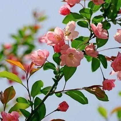 海棠图片大全高清 v2-68eb19466838faec6f7df42d647d7f46_1440w.jpg?source=172ae18b