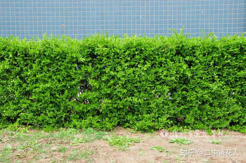 身边的绿篱植物,你都认识吗? - 知乎