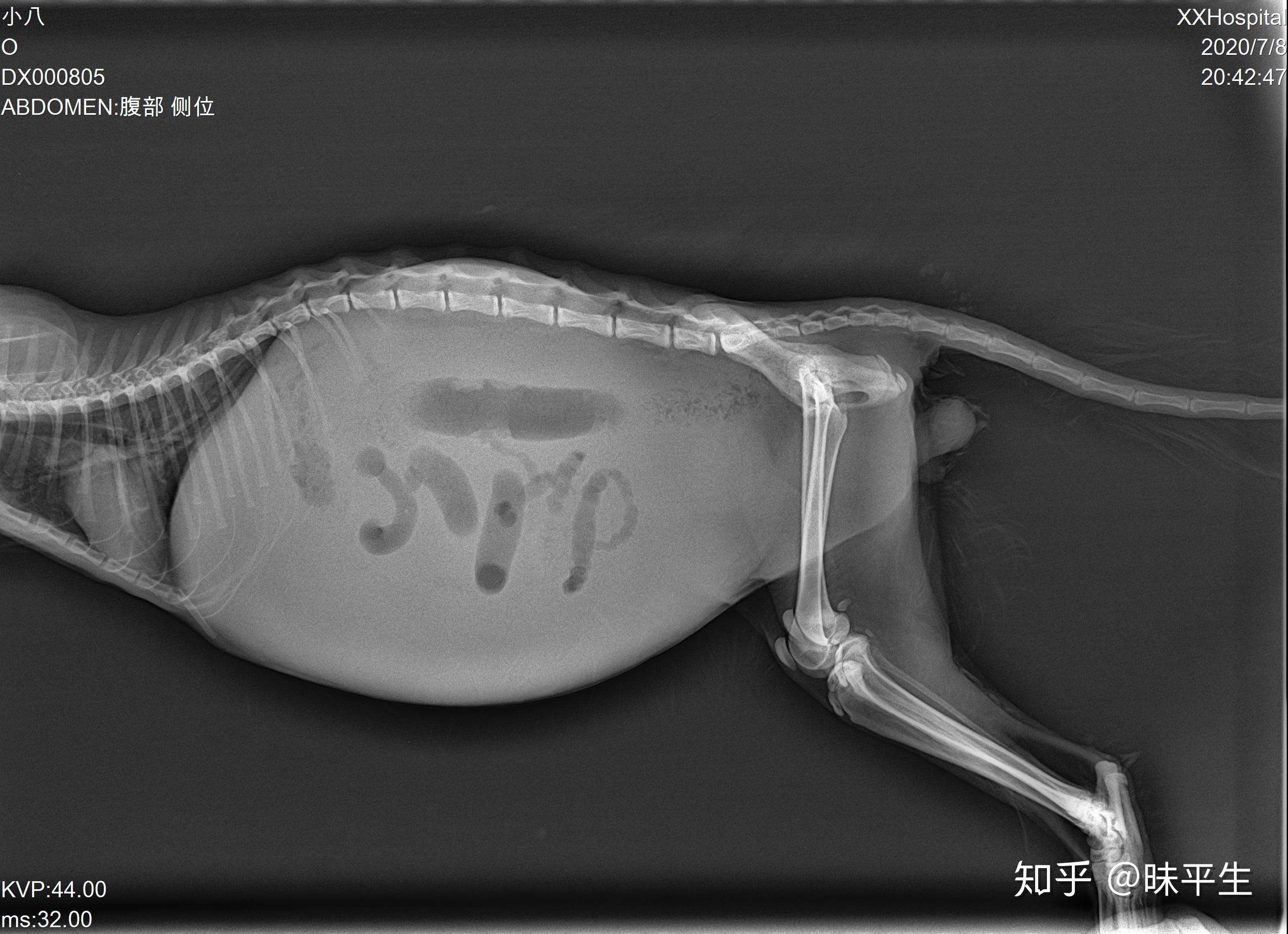 猫传腹应该怎样确诊?